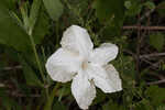 Nightflowering wild petunia